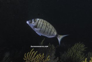 sargo