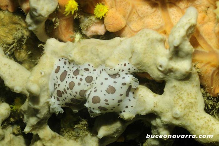 dos vaquitas aparandose