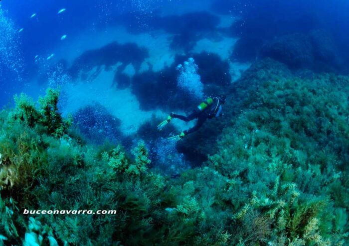 paisaje subacuatico transparente