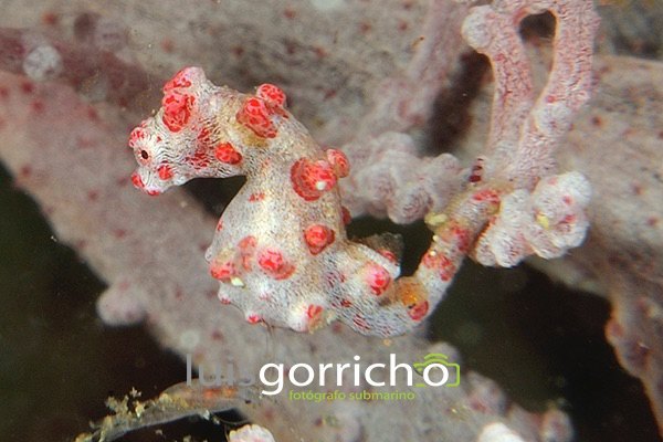 caballito muy pequeño