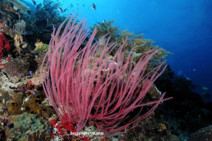 coral en Alona, Filipinas