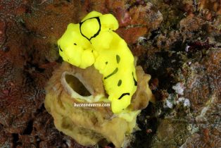 nudibranquio amarillo en Alona, Filipinas