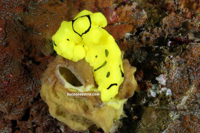 nudibranquio amarillo en Alona, Filipinas