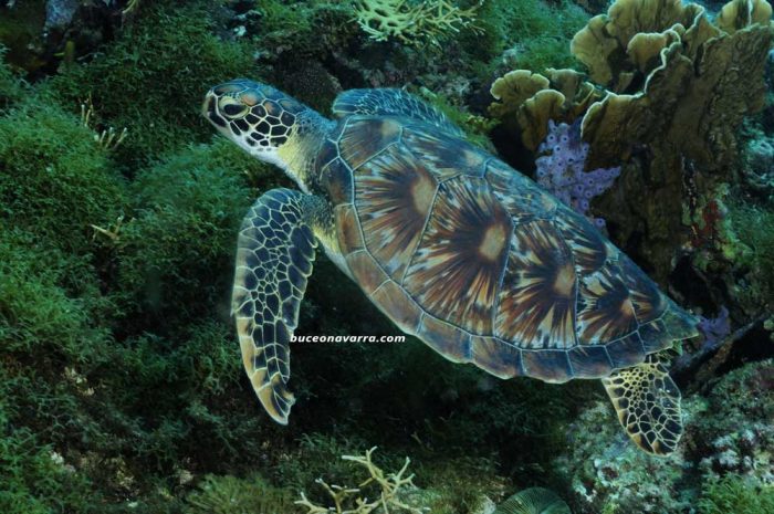 tortuga en Alona