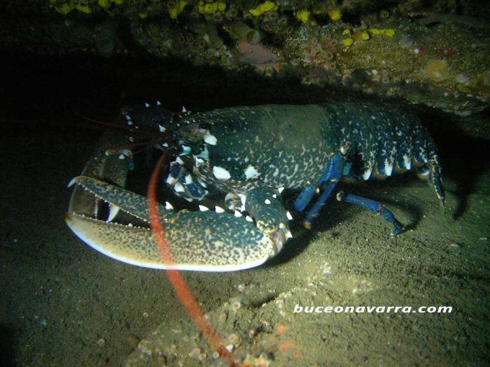 pinzas del bogavante en una cueva