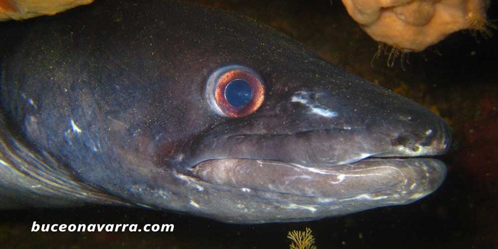 cabeza de congrio enrocado