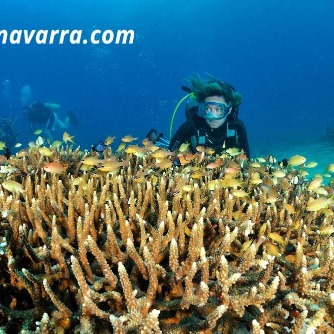 coral asta de ciervo y buceadora