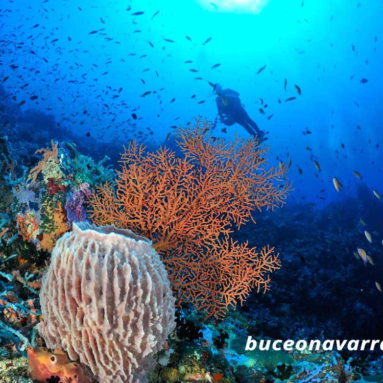 coral barril en Puerto Galera
