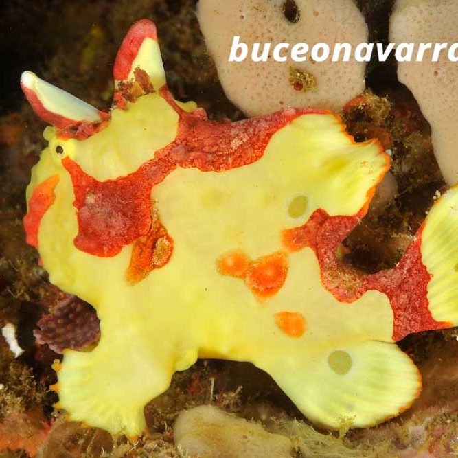 pez rana de variados colores