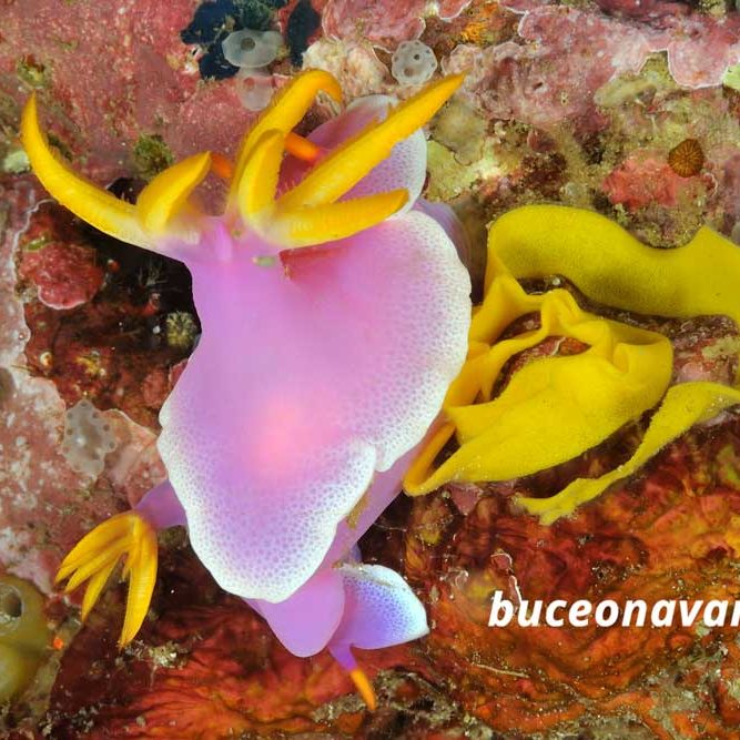 nudibranquio rosa en Puerto Galera