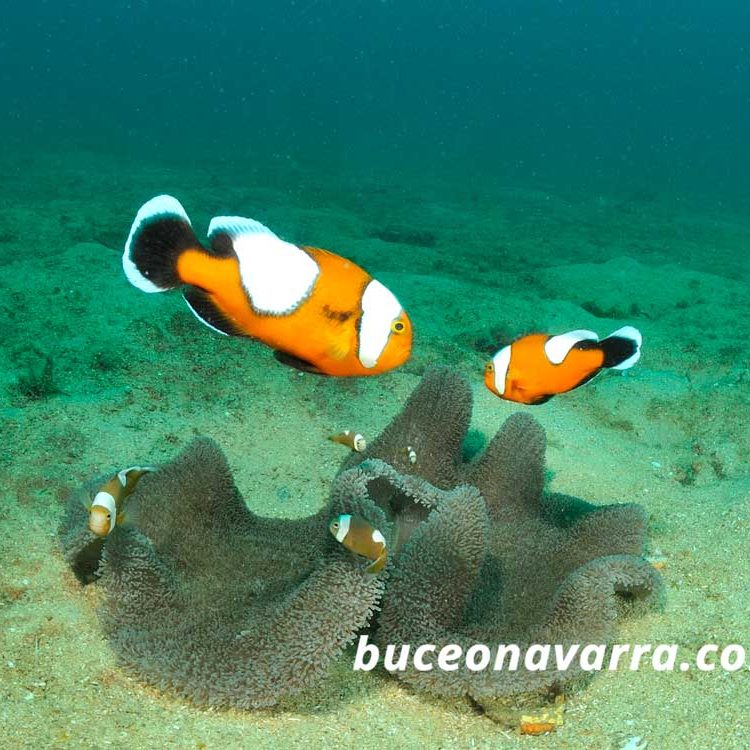 variados peces payasos