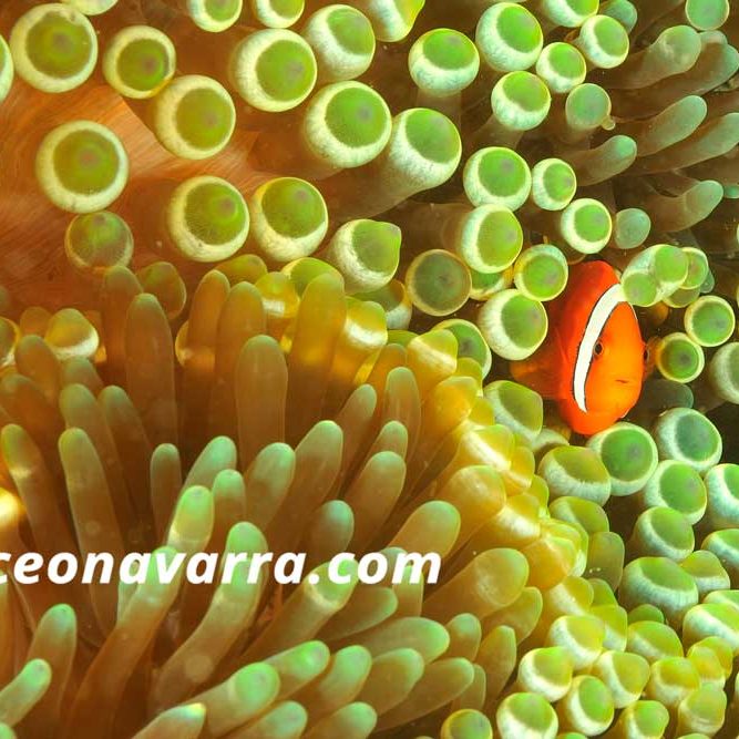 pez payaso en la anemona