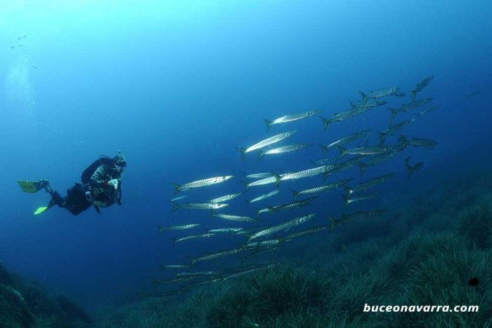 barracudas