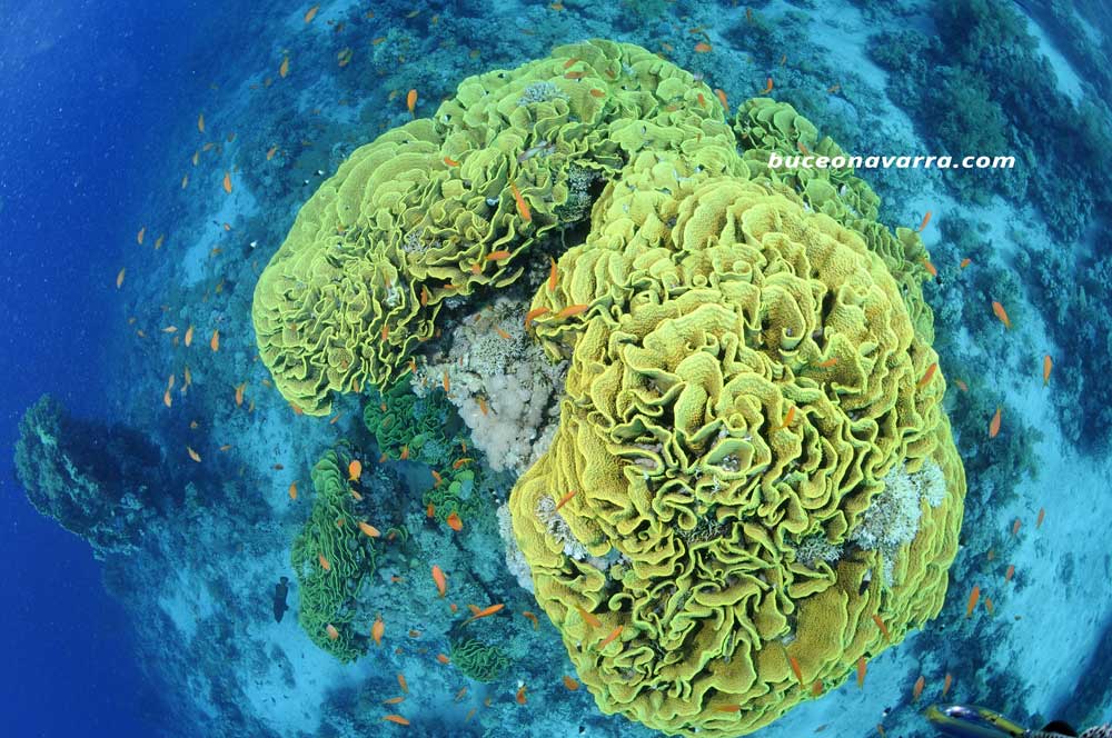 coral lechuga Mar Rojo