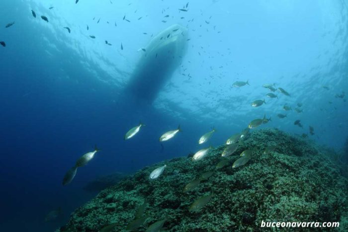 La neumatica de Nisos visto desde el fondo