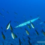 Barracuda rodeada de peces castañuelas