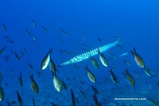 Barracuda rodeada de peces castañuelas