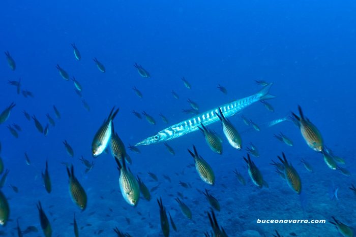 Barracuda rodeada de peces castañuelas