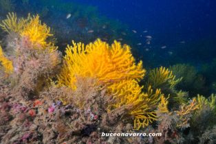 pradera de gorgonias