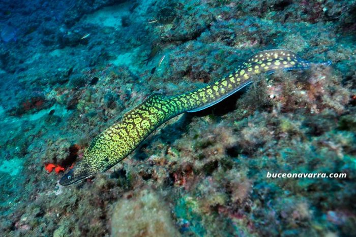 morena amarilla nadando